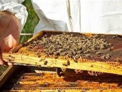 ۷۰ درصد عسل مراغه به کشور های همسایه صادر می شود