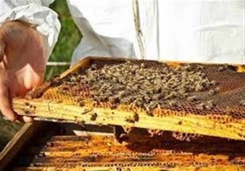 ۷۰ درصد عسل مراغه به کشور های همسایه صادر می شود