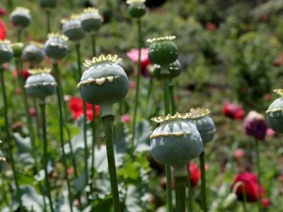 درخواست یک نماینده برای کشت قانونی خشخاش