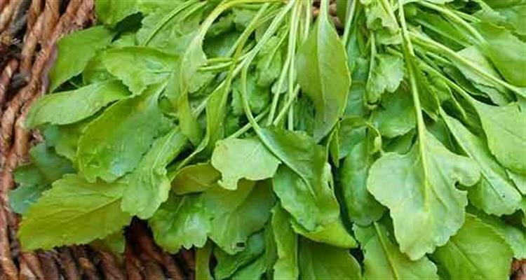 خواص سبزی تره شاهی