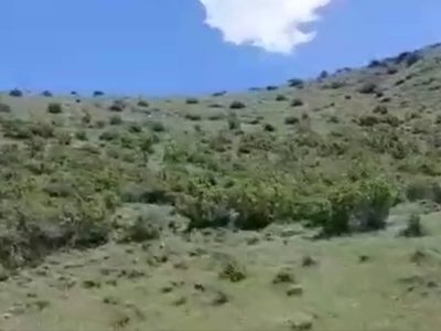 گردشی در پارک جنگلی فندقلوی اهر در فصل  بهار+ویدئو
