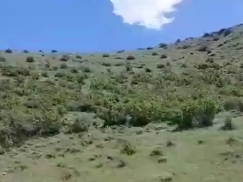 گردشی در پارک جنگلی فندقلوی اهر در فصل  بهار+ویدئو