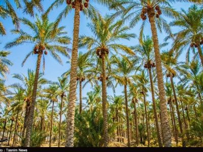 خرما دومین کالای صادراتی استاندارد بوشهر