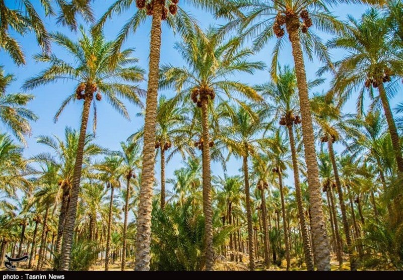 خرما دومین کالای صادراتی استاندارد بوشهر