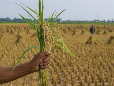 رونمایی از دستاوردهای نوین بخش کشاورزی در نمایشگاه تخصصی گلستان