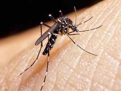 پشه آئدس در گلستان مشاهده نشد