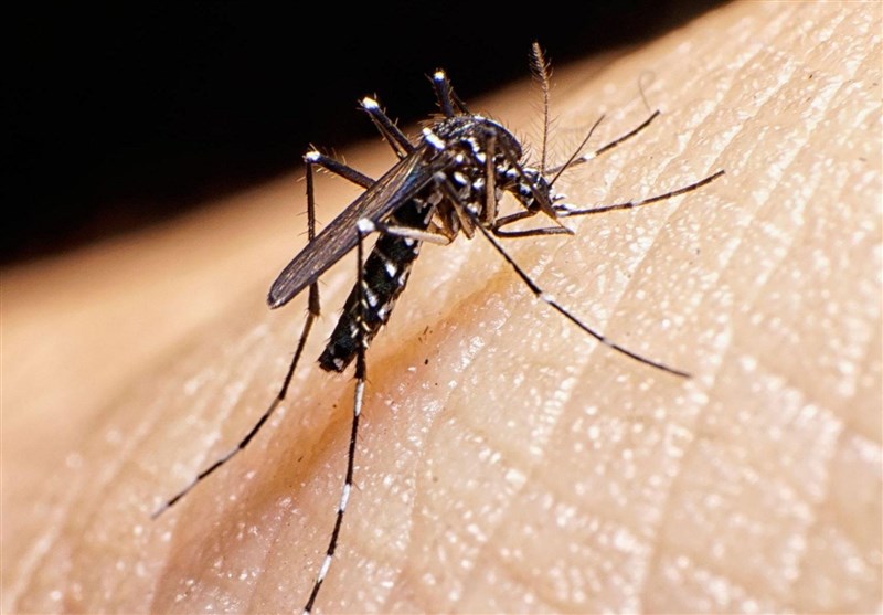 پشه آئدس در گلستان مشاهده نشد