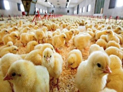 افزایش ۳۸ درصدی جوجهریزی در آذربایجان شرقی با رفع مشکل تأمین نهادهها – آژانس خبری ملت آزاد آنلاین |