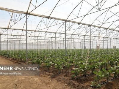 ۴۰ هکتار گلخانه فعال در مرند؛ تولید ۱۲ هزار تن محصول با مصرف حداقلی آب – آژانس خبری  ملت آزاد آنلاین |