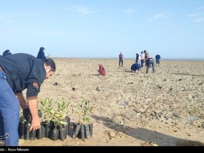 کاشت 2500 اصله نهال به نیت حاج قاسم در سراسر بوشهر تصویر