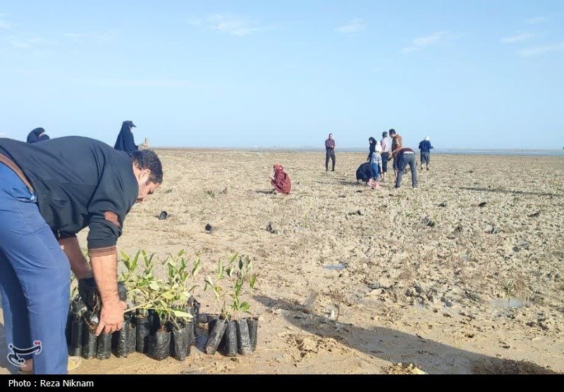 کاشت 2500 اصله نهال به نیت حاج قاسم در سراسر بوشهر تصویر