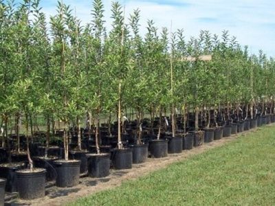 جعفرنژاد: ۳۸ نهالستان در آذربایجان شرقی فعال هستند – آژانس خبری  ملت آزاد آنلاین |