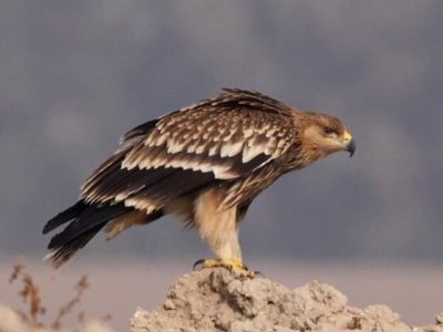 رهاسازی ۳ پرنده شکاری در طبیعت مراغه