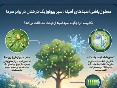 اینفوگرافیک؛محلول‌پاشی اسیدهای آمینه سپر بیولوژیک درختان در برابر سرما