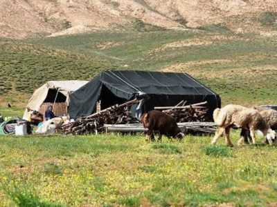 تولید ۲۳ درصد گوشت مصرفی آذربایجان شرقی توسط عشایر
