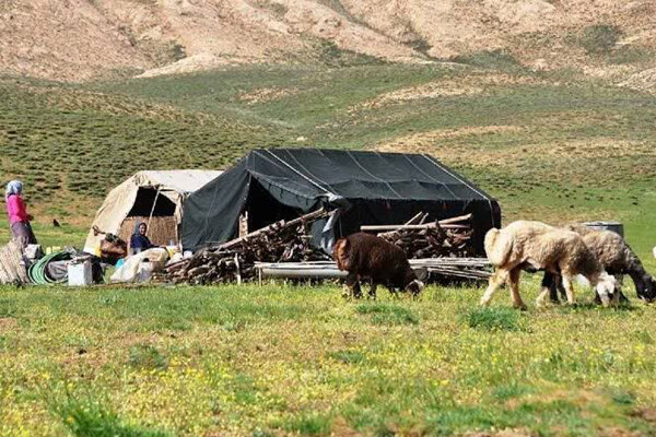 تولید ۲۳ درصد گوشت مصرفی آذربایجان شرقی توسط عشایر