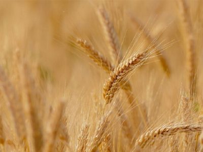 آغاز خرید تضمینی گندم در خداآفرین