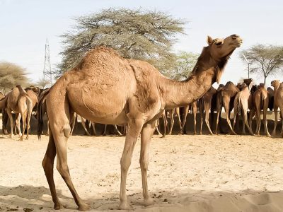 اینفوگرافیک؛ تغییر اقلیم و فرصت طلایی شترپروری در آذربایجان‌شرقی