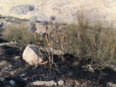 آتش‌سوزی مراتع هامپوئیل مراغه با تلاش نیروهای امدادی و اهالی مهار شد